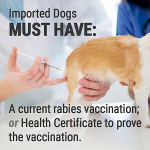 dogs imported to the us