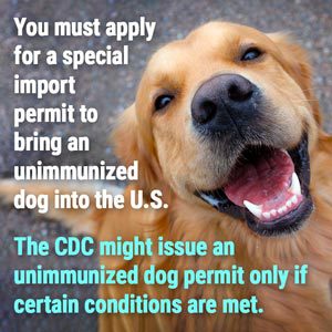 dog permit online