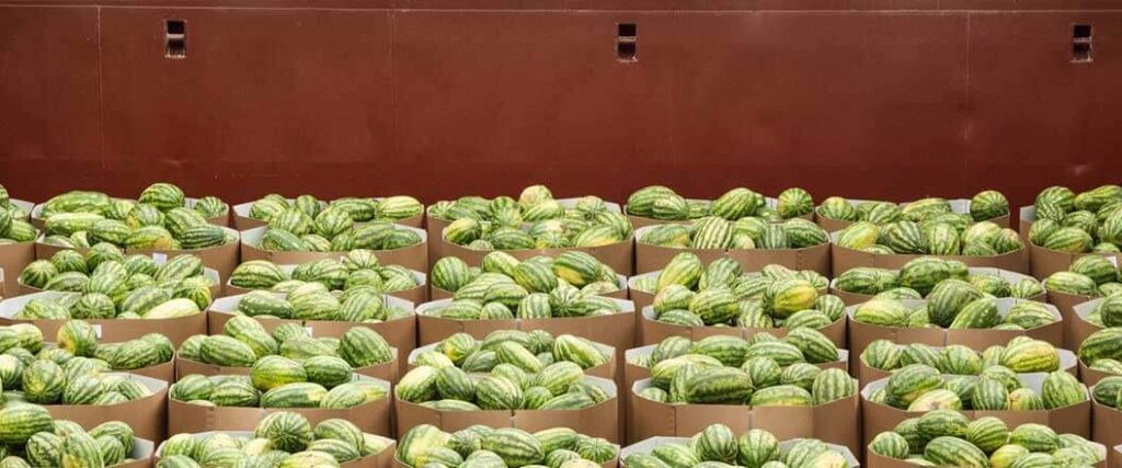 Watermelons boxed and packaged for delivery.