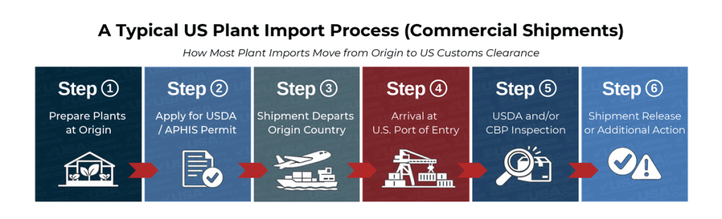 An image titled  "A Typical US Plant Import Process" depicting a typical import process flow for plants imported into the US. The information presented in the flow reads as follows from left to right:

Step 1: Prepare Plants at Origin, Step 2: Apply for USDA/APHIS Permit, Step 3: Shipment Departs Origin Country, Step 4: Arrival at US Port of Entry, Step 5: USDA and/or CBP Inspection, Step 6: Shipment 