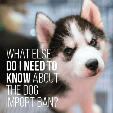 What Else Do I Need to Know About the Dog Import Ban?