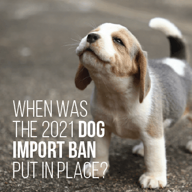 What Countries Are Affected by the Dog Import Ban