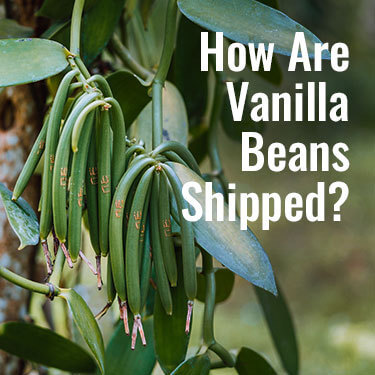 Unripe vanilla beans yet to be harvested