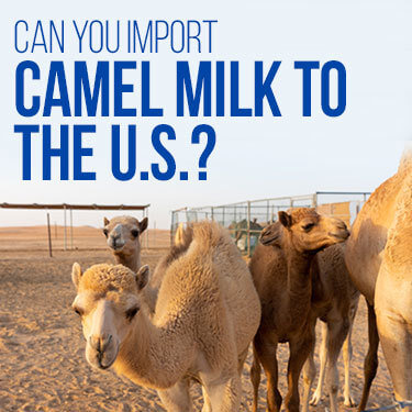 Camels in a dirt field corral