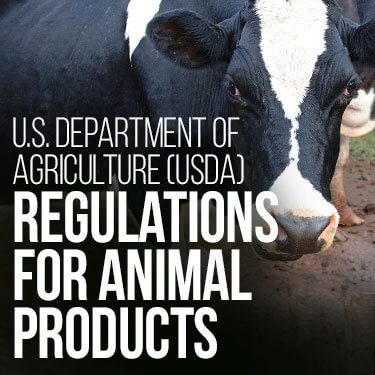 Importing dairy products to us close up view of a cow looking at the camera