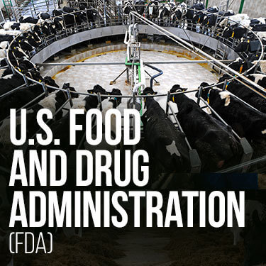 cows in a circle pen of an industrial facility