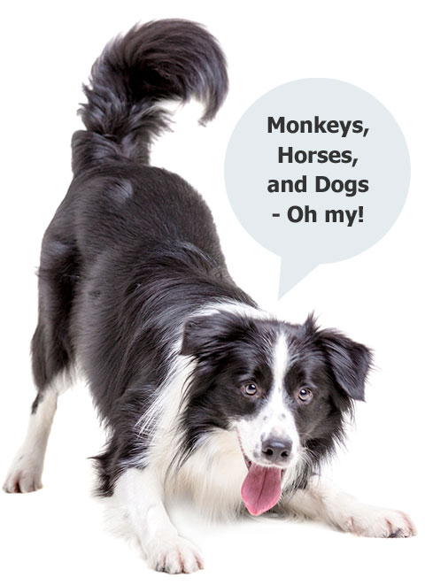 Animal Health and Safety Are Our Priority