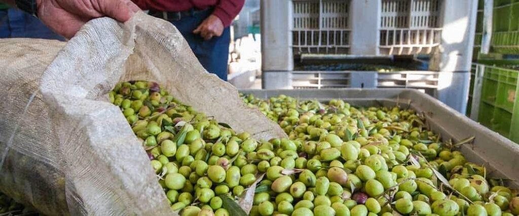 Two food processing employees at a table covered with green olives.