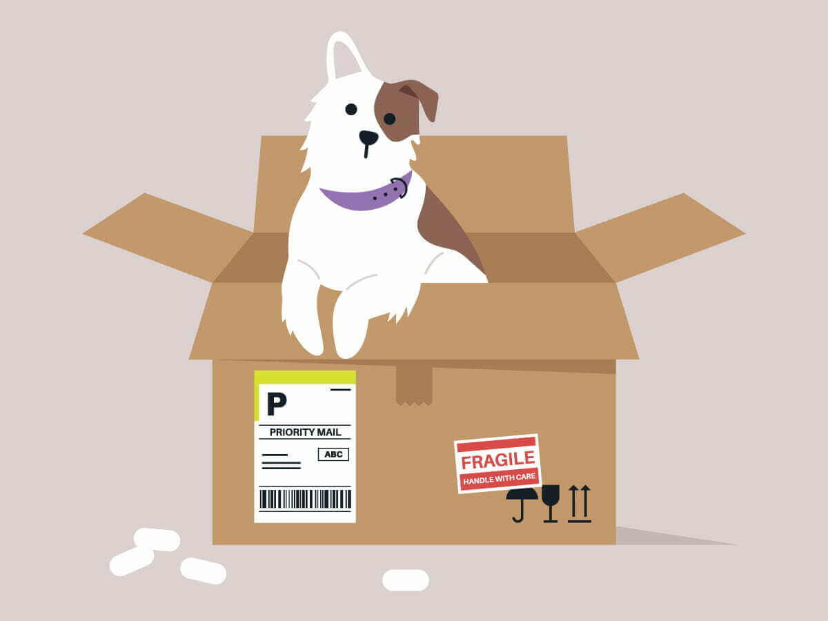 Graphic art style image representing dog importing by showing a small dog with its front paws hanging over the edge of an open shipping box marked fragile.