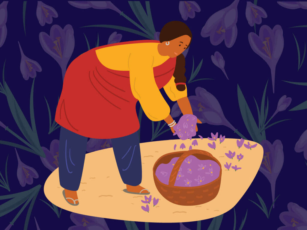 Importing saffron requires picking the spice and placing it in a basket