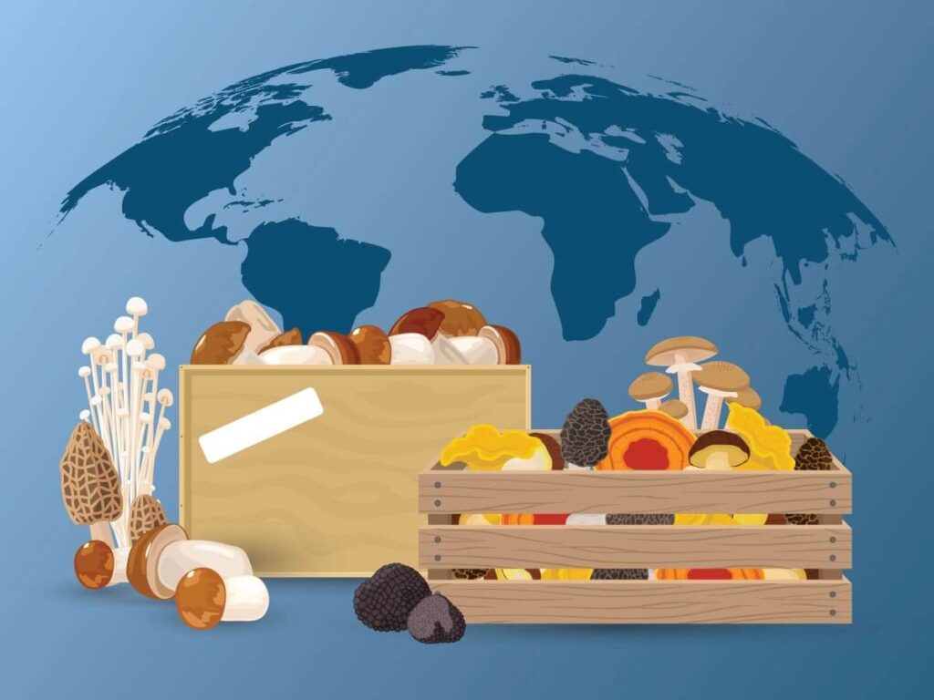 A graphic style image of two wooden crates filled with various types of edible fungi superimposed over a world map.