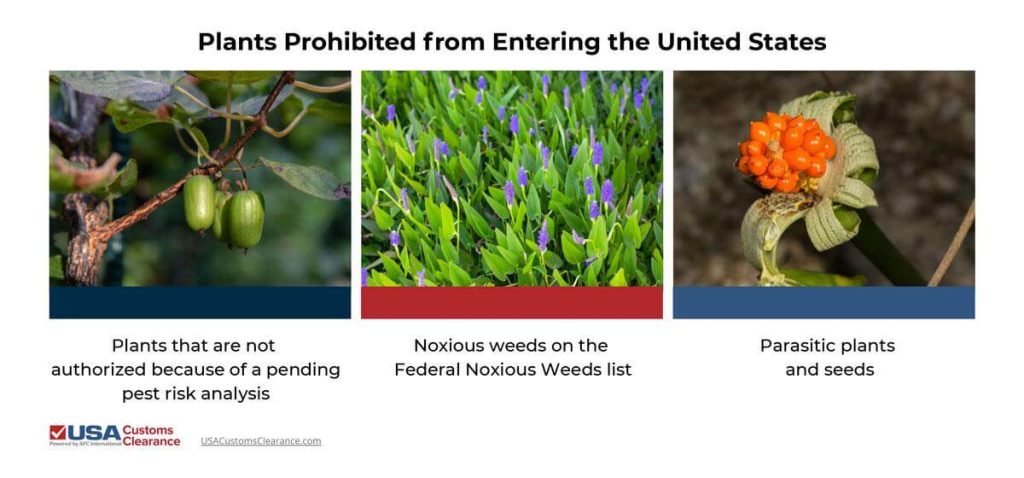 Image depicts three types of plants prohibited from entering the US. From left to right: Plants that are not authorized because of a pending pest risk analysis, Noxious weeds on the Federal Noxious Weeds list, and Parasitic plants and seeds.